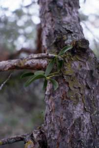 vischio su albero pino