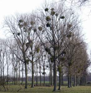 vischio pioppi