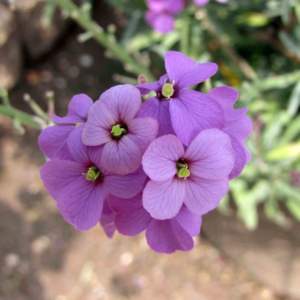 Erysimum_linifolium_Bowles_Mauve