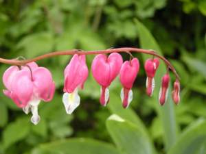dicentra o cuor di Maria