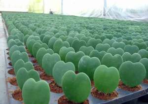 hoya kerrii san valentino