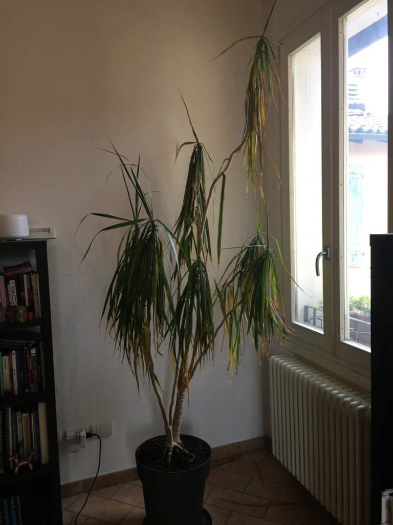 dracena marginata