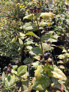 iperico hypericum hircinum frutti