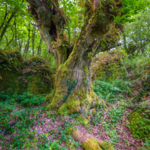 Alberi in cammino