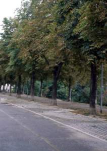 ippocastano cameraria minatrice