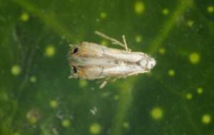 minatrice serpentina degli agrumi  Phyllocnistis citrella