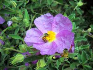 fitofarmaci api fiore Cistus