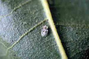 tingide platano adulto corythucha ciliata