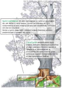 carie del legno segni esterni