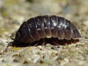 Armadillium vulgare, il porcellino di S. Antonio.