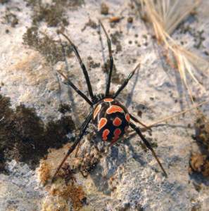 Latrodectus tredecimguttatus, la tarantola.