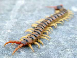 Scolopendra cingulata, la scolopendra.