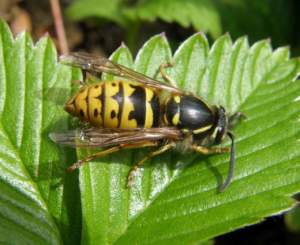 Vespula vulgaris, la vespa comune.