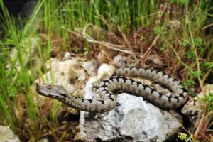 Vipera dal corno.