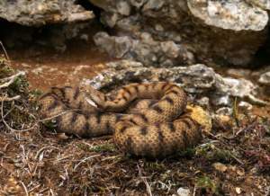 Aspide o vipera comune.