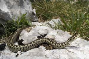 Vipera dell’Orsini.