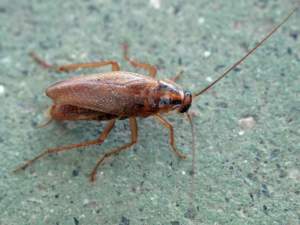 Blattella orientalis, scarafaggio biondo.