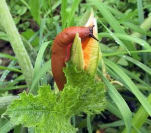 Arion lusitanicus, limaccia rossa.