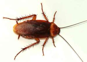 Periplaneta americana, scarafaggio rosso.