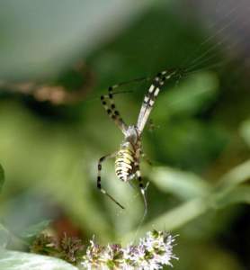 Argiope bruennichii, uno fra i tanti ragni presenti in Italia.