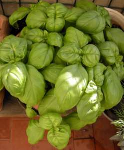 basilico napoletano