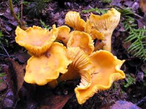  Cantharellus cibarius