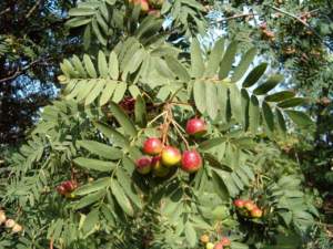 Frutti di sorbo domestico