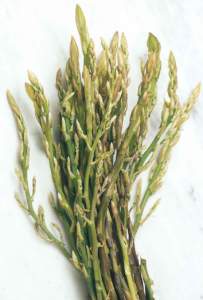 asparagina asparago