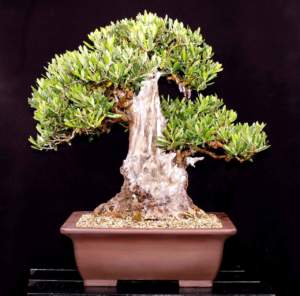 bonsai olivo