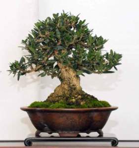 bonsai olivo