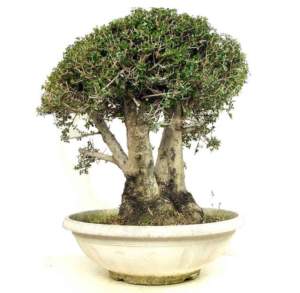 bonsai olivo