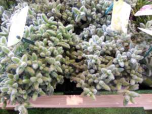 myplant 2022 delosperma_cooperi_echinatum