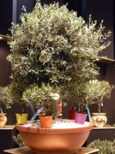 olivo bonsai