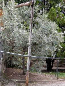 olivo