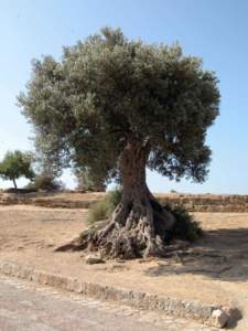 olivo