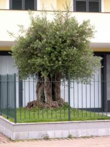 olivo