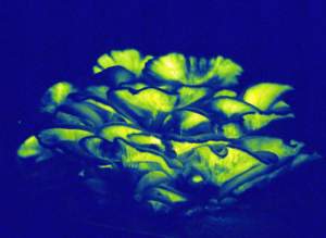 omphalotus olearius bioluminescenza