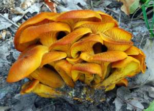 omphalotus olearius olivo