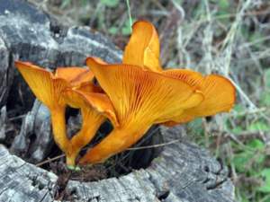 Omphalotus olearius olivo