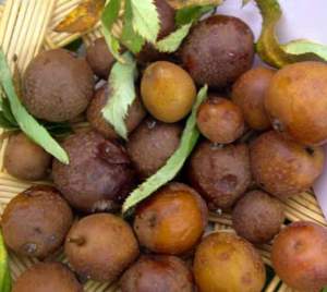 frutti maturi di sorbo domestico.