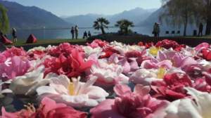mostre giardinaggio camelie locarno