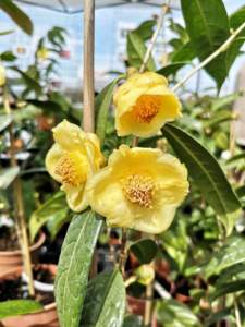 verdemura camelia gialla