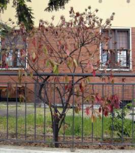 Fotinia colpita da marciume radicale photinia