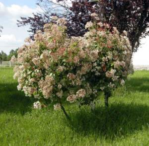 photinia alberello fiori fotinia