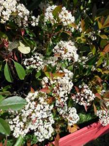 Fiori di fotinia in vaso photinia