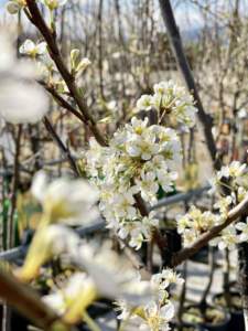 primavera fioriture prunus da fiore
