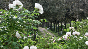 mostre mercato giardinaggio moutan peonie