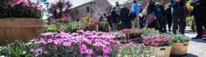mostre mercato giardinaggio este in fiore