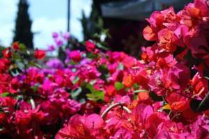 mostre mercato giardinaggio