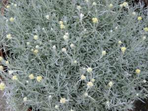 helichrysum italicum